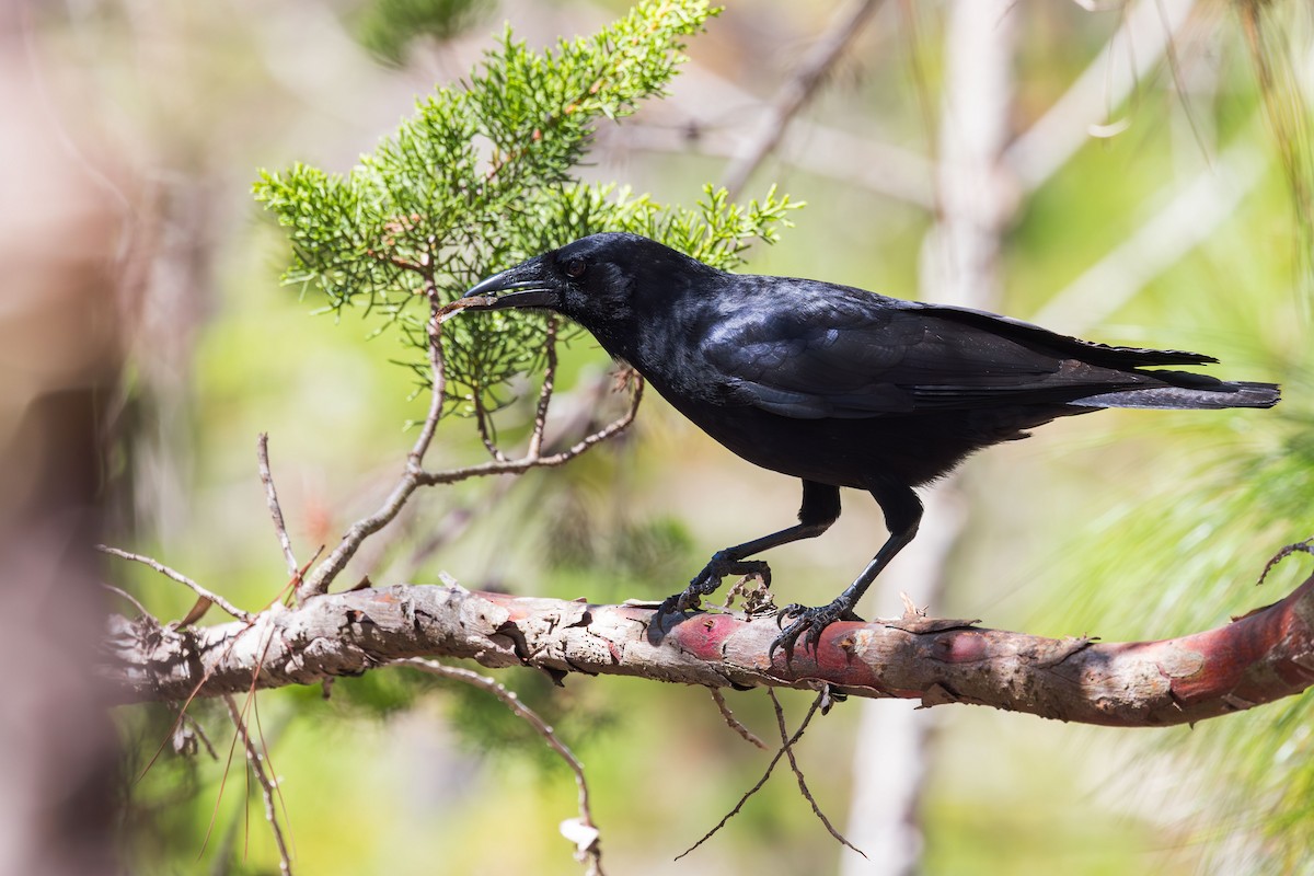 Hispaniolan Palm-Crow - Elliott Ress