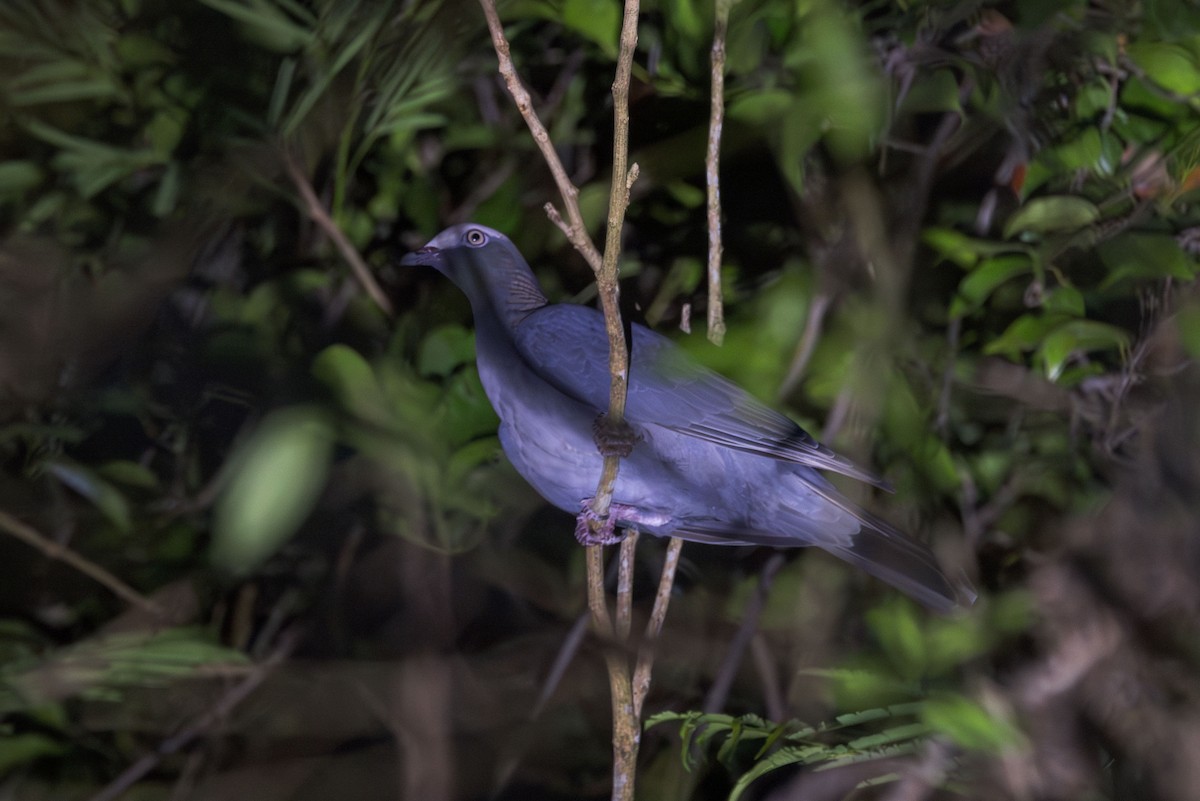 White-crowned Pigeon - ML617174366