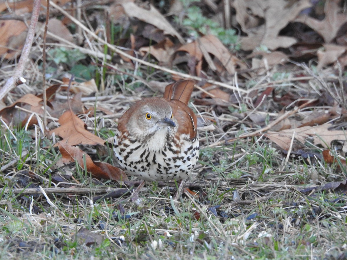 Brown Thrasher - ML617174367