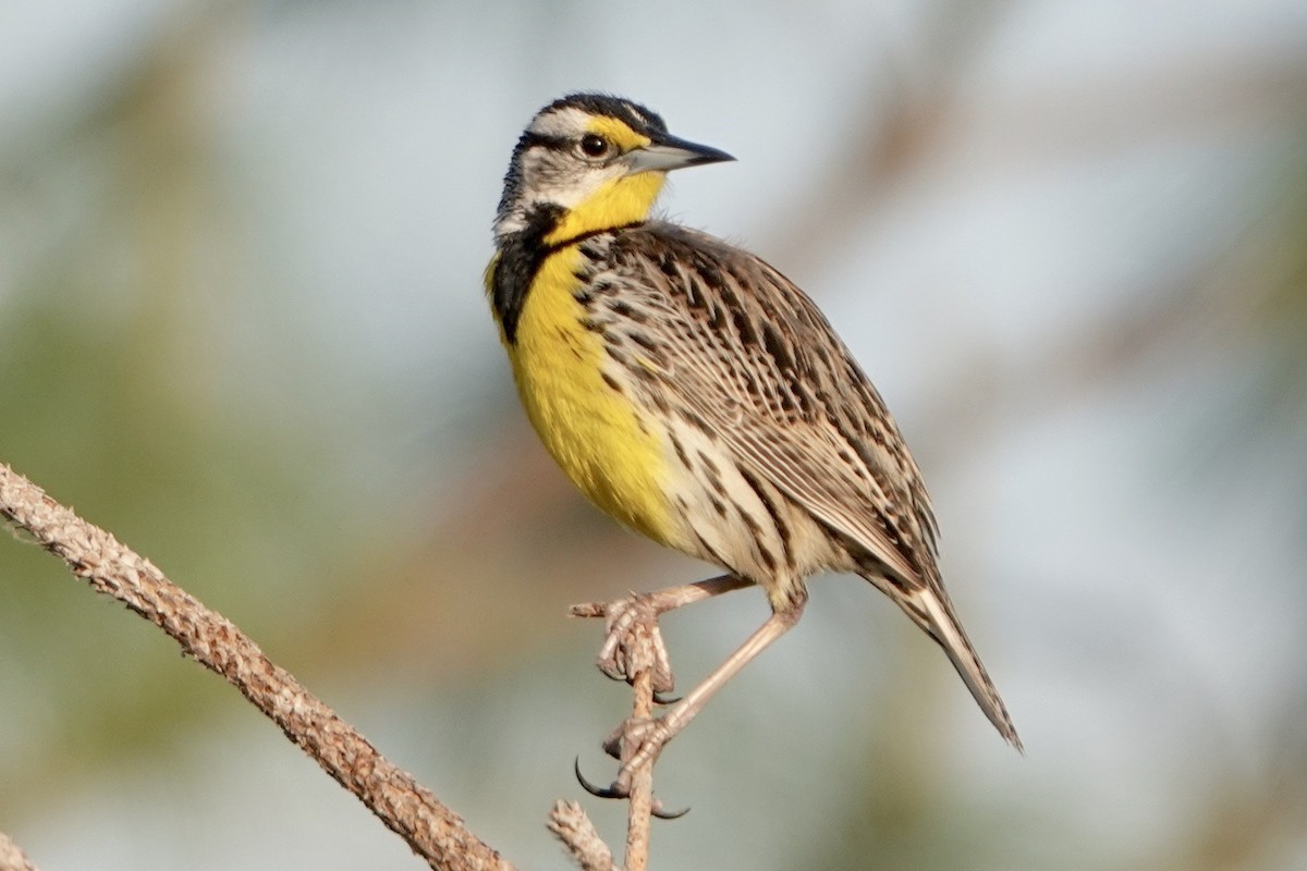 Eastern Meadowlark - ML617174381