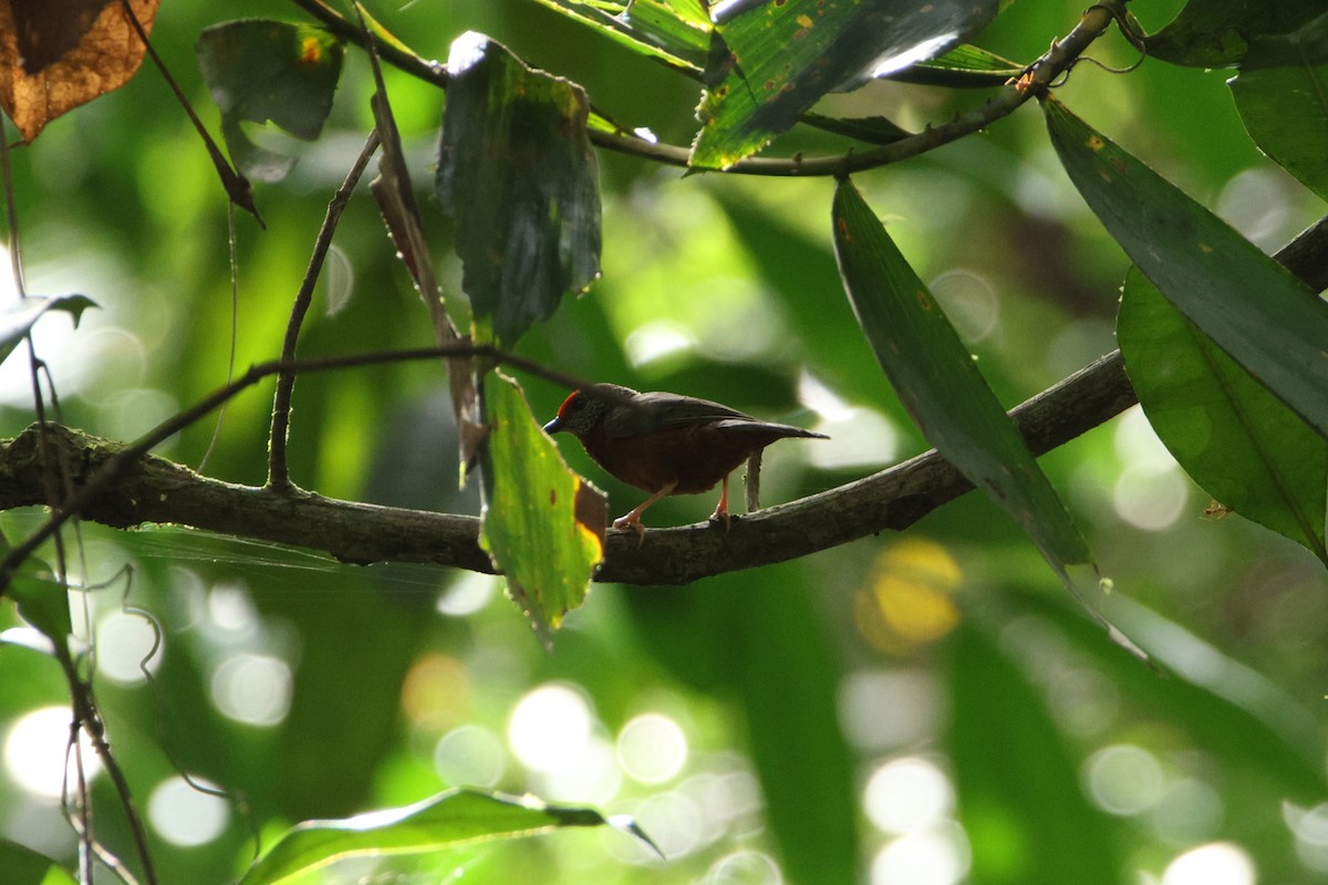 Red-fronted Antpecker - Jonathan Reher