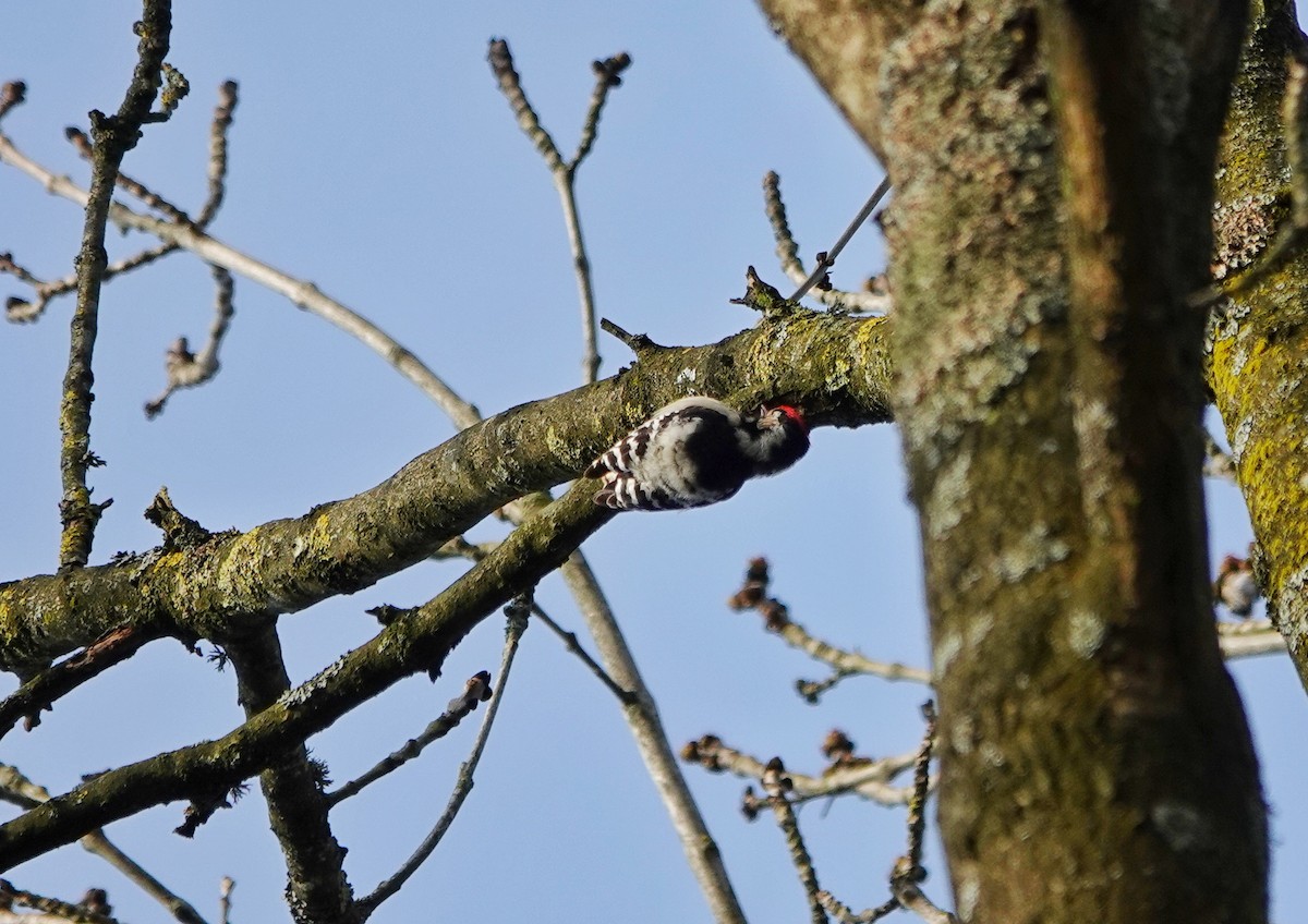 Цоохор тоншуул - ML617174451