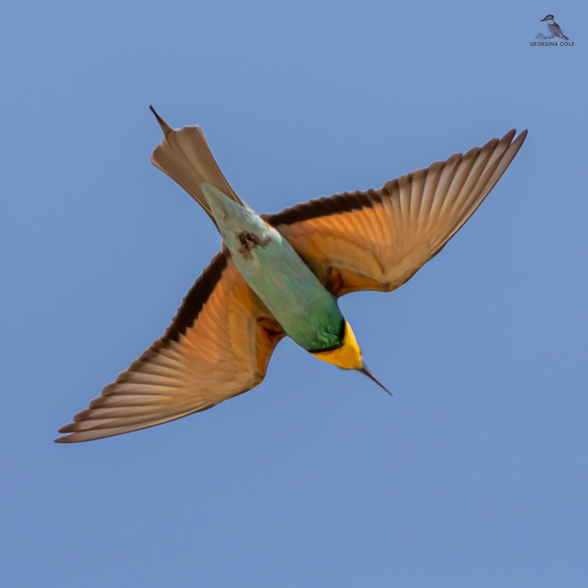 European Bee-eater - ML617174458