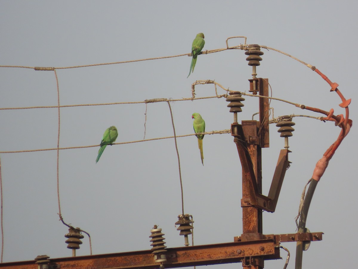 Rose-ringed Parakeet - Shilpa Gadgil
