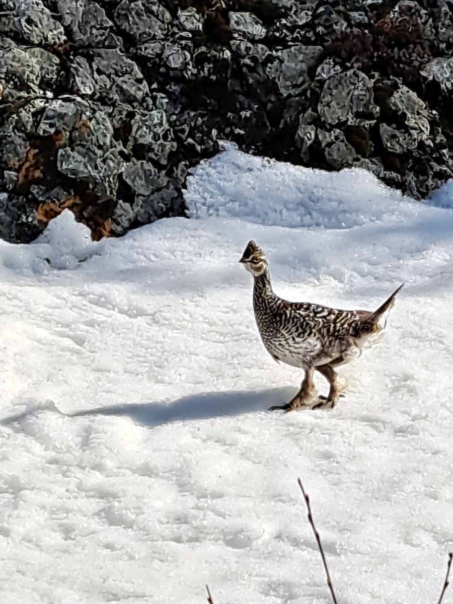 Sharp-tailed Grouse - ML617174461