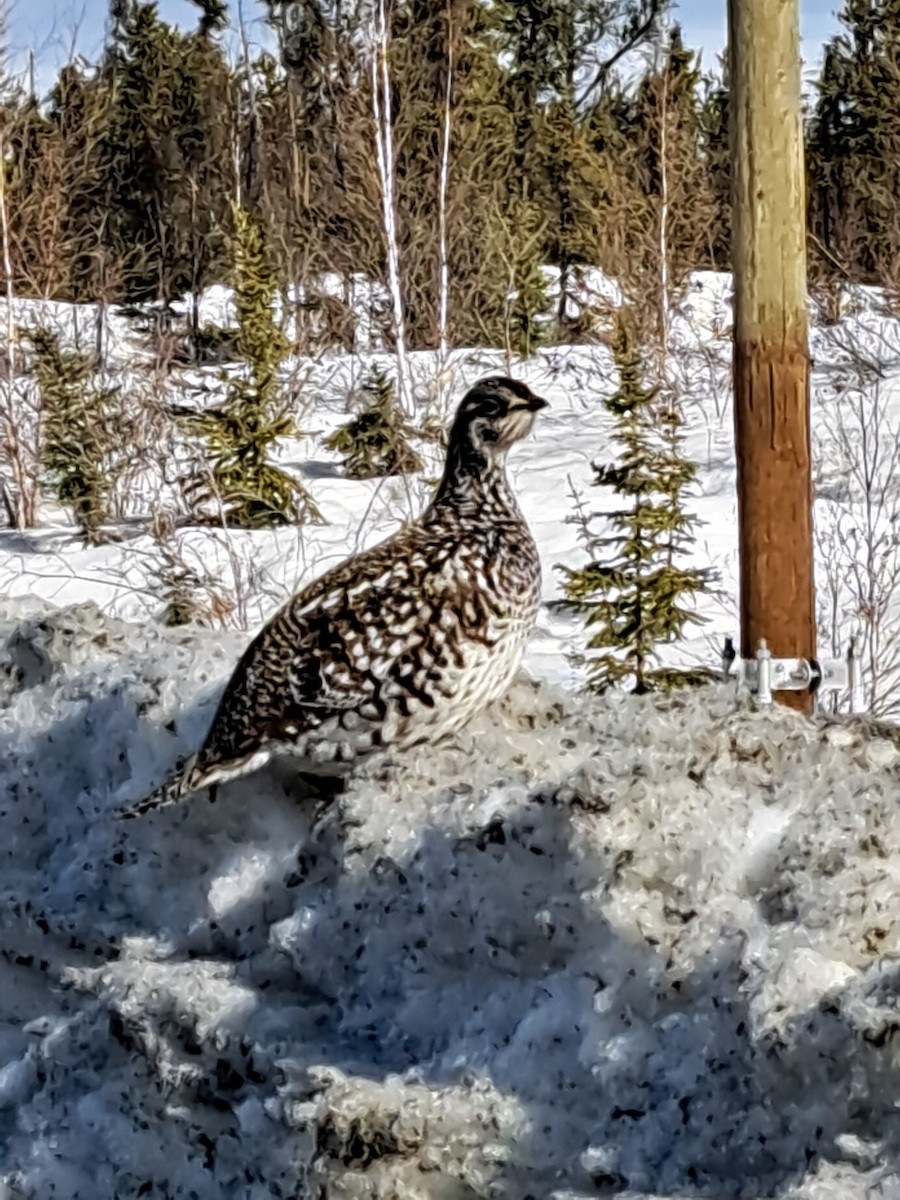 Sharp-tailed Grouse - ML617174473