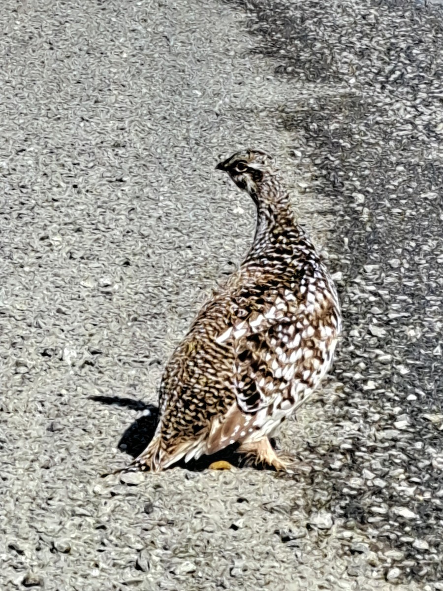 Sharp-tailed Grouse - ML617174474