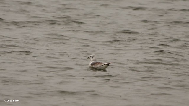 Gaviota Tridáctila - ML617174483