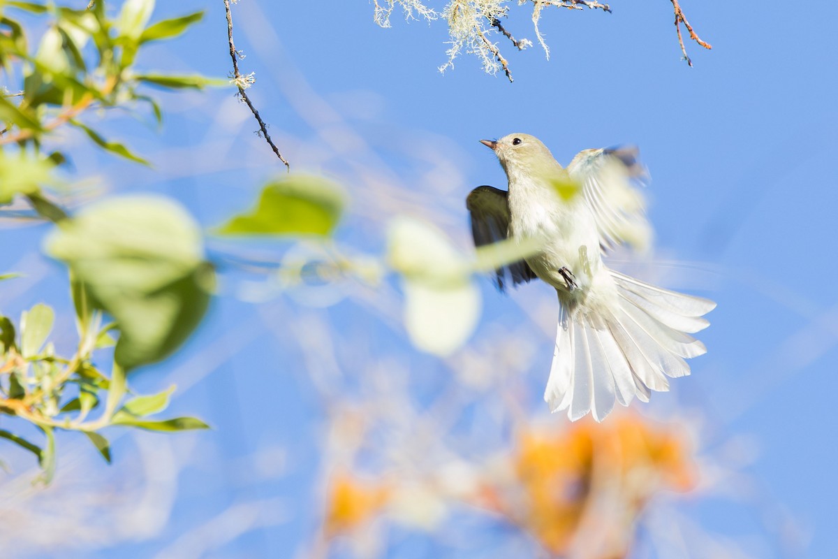 Greater Antillean Elaenia (Hispaniolan) - ML617174530