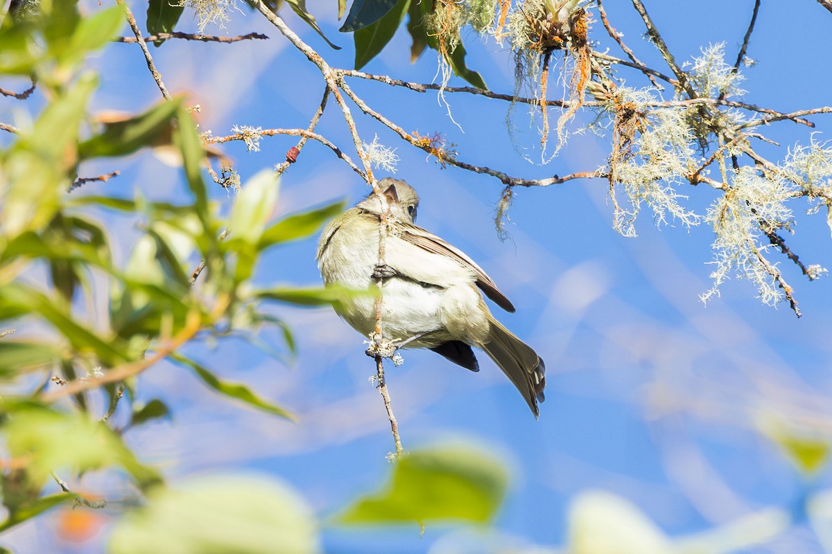 Greater Antillean Elaenia (Hispaniolan) - ML617174539