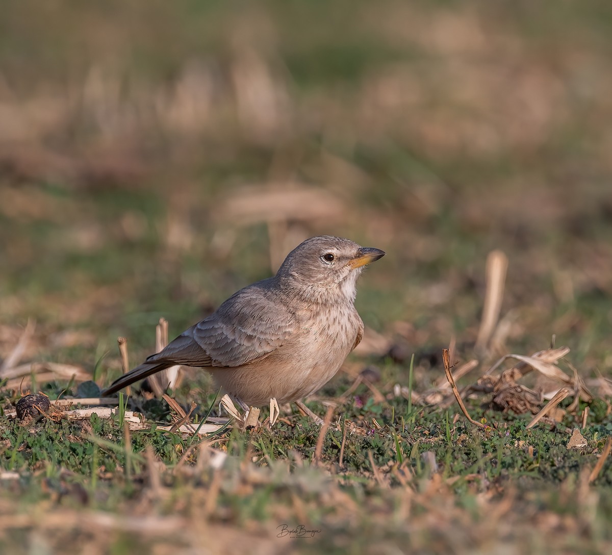 Desert Lark - ML617174541