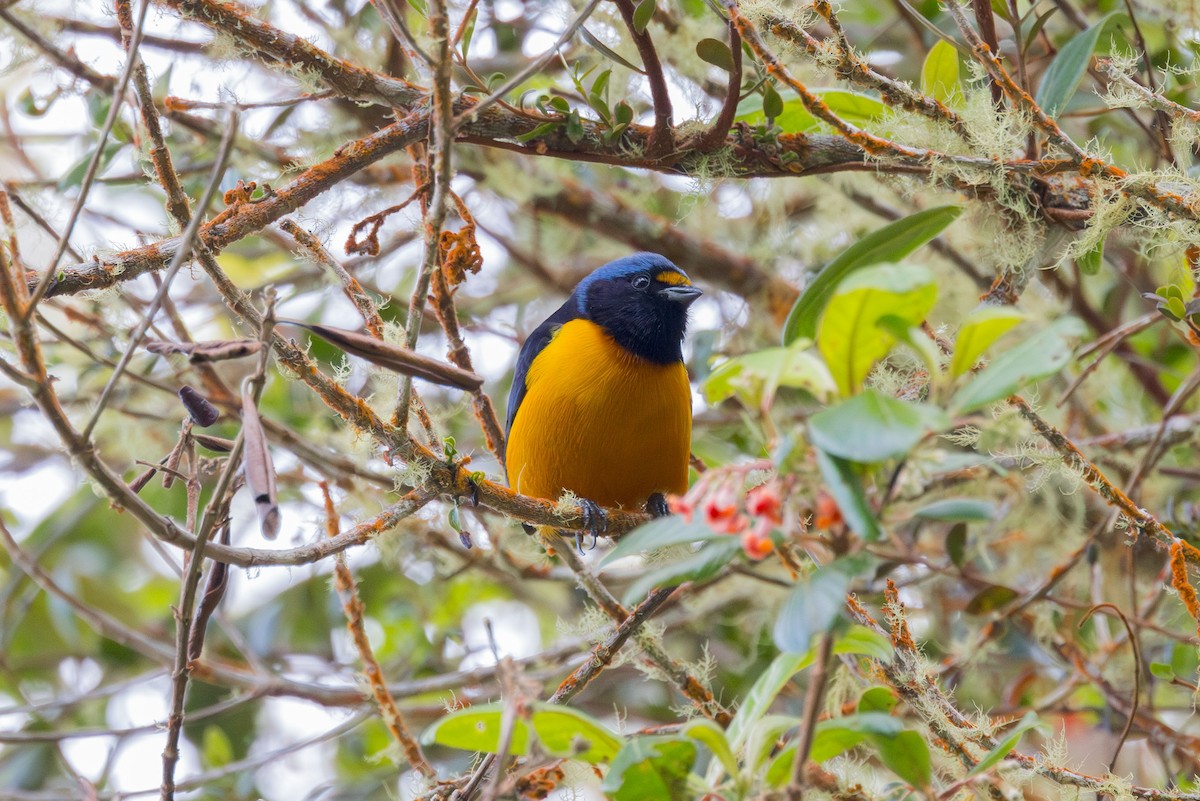 Hispaniolan Euphonia - Elliott Ress