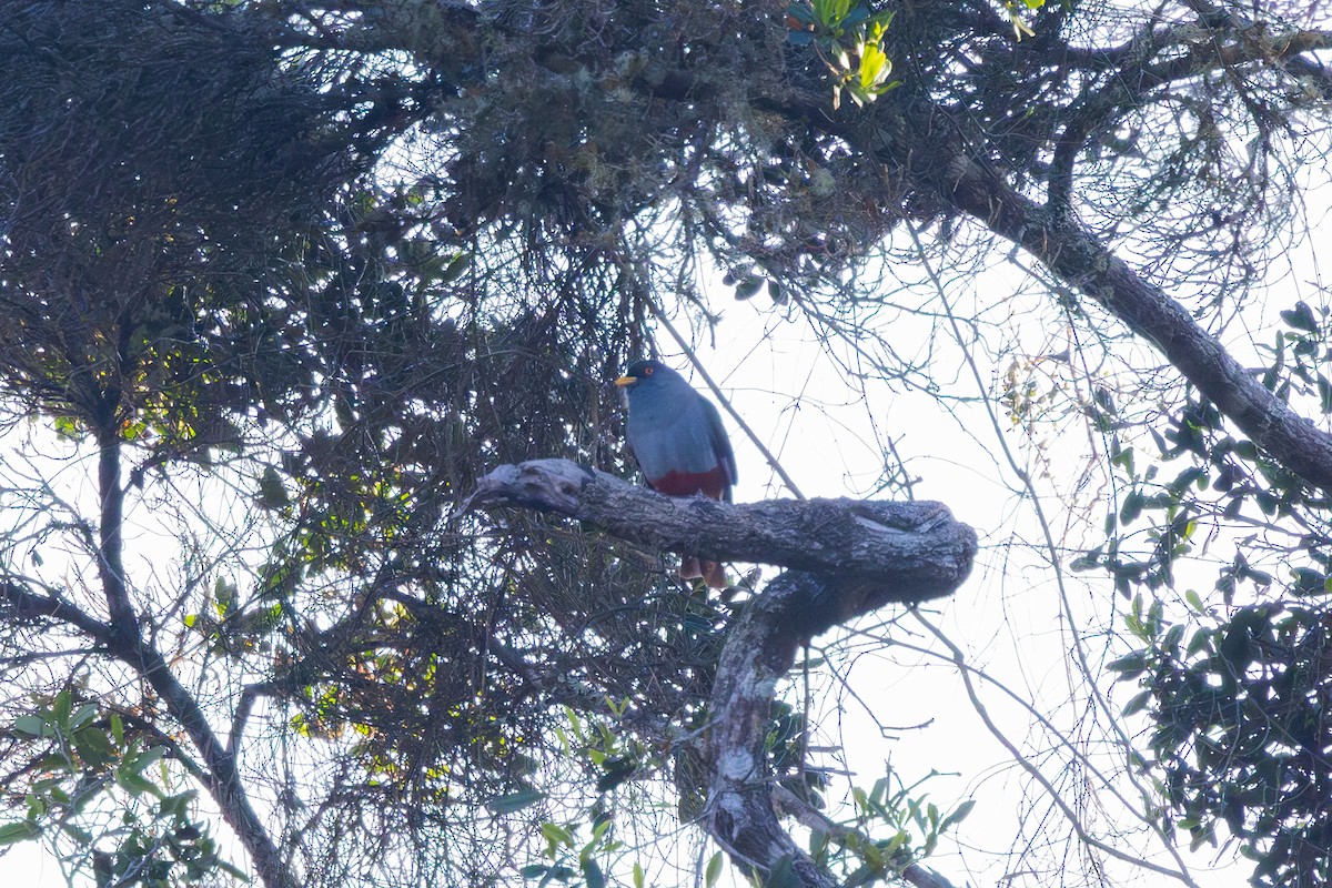 Hispaniolan Trogon - ML617174557