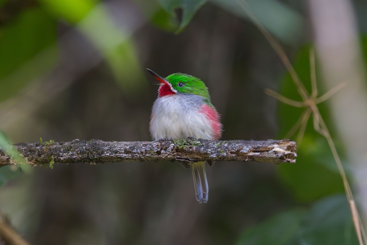 Narrow-billed Tody - ML617174592