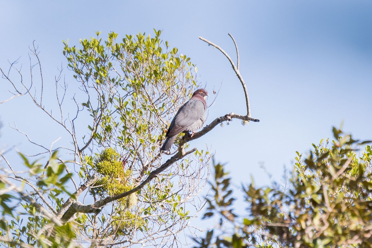Scaly-naped Pigeon - ML617174604