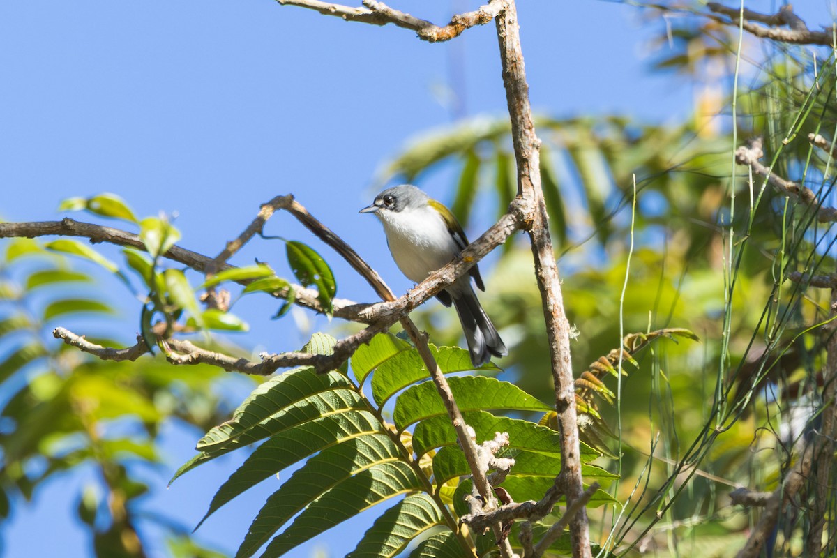 White-winged Warbler - Elliott Ress