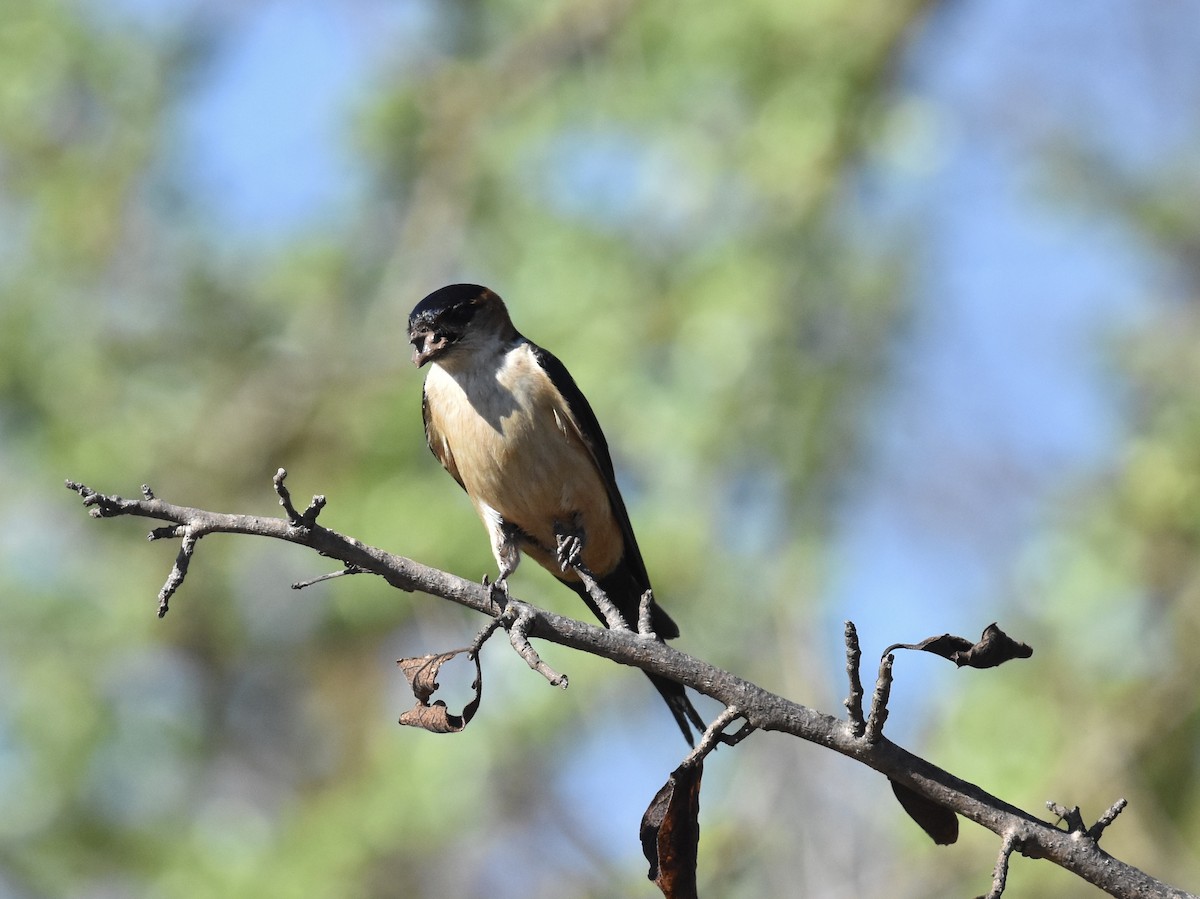 African Red-rumped Swallow (melanocrissus Group) - Shirley Bobier