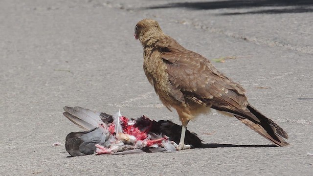 Chimango Caracara - ML617174645