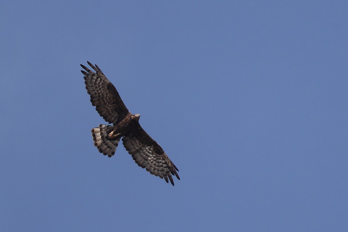 Oriental Honey-buzzard - ML617174651