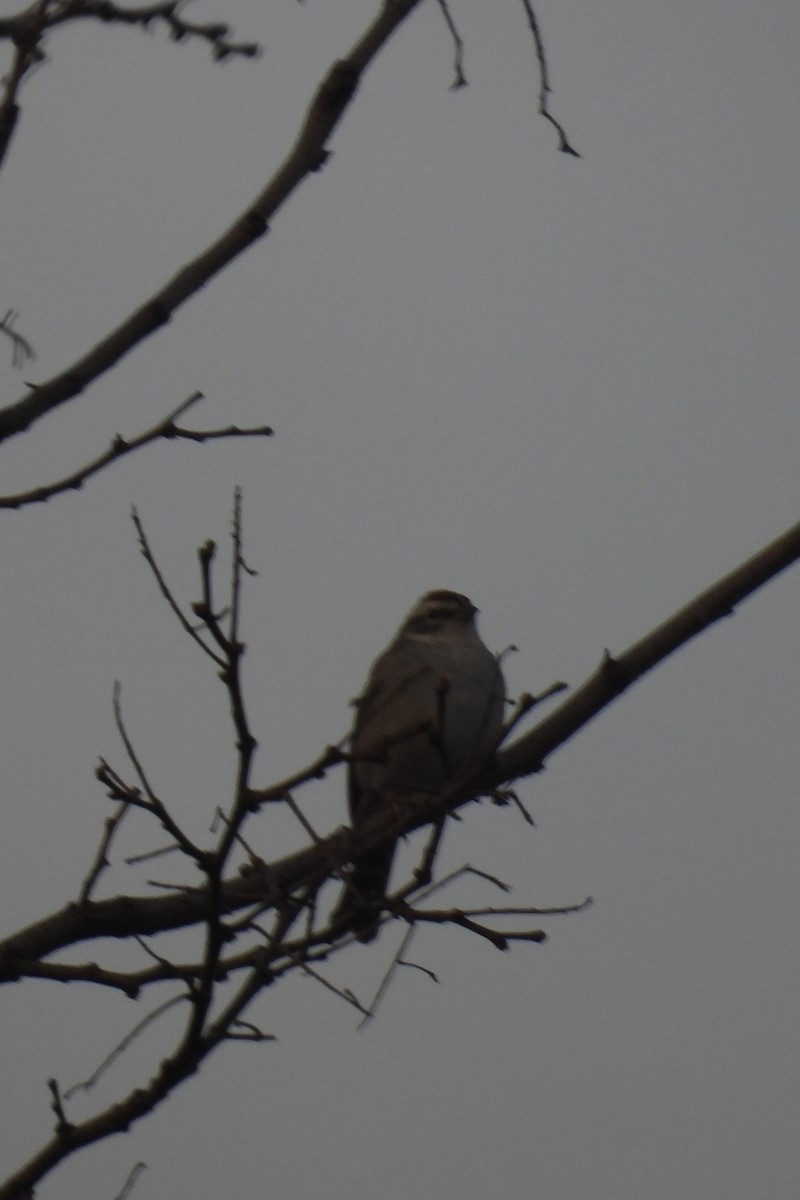 White-throated Sparrow - ML617174672