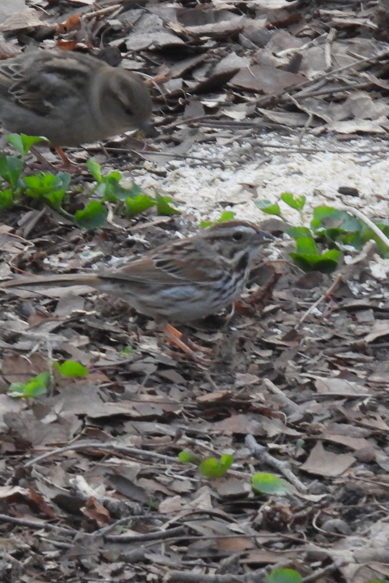 Song Sparrow - ML617174674