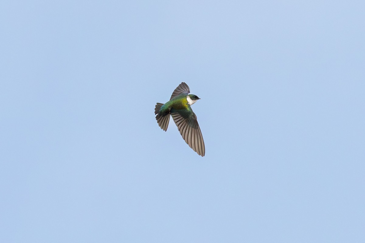 Golondrina Dorada - ML617174746