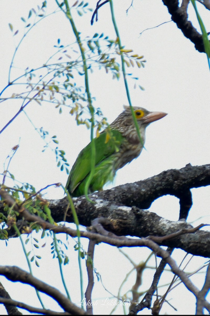 Lineated Barbet - ML617174751
