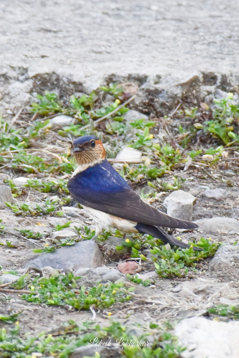 Red-rumped Swallow - ML617174760