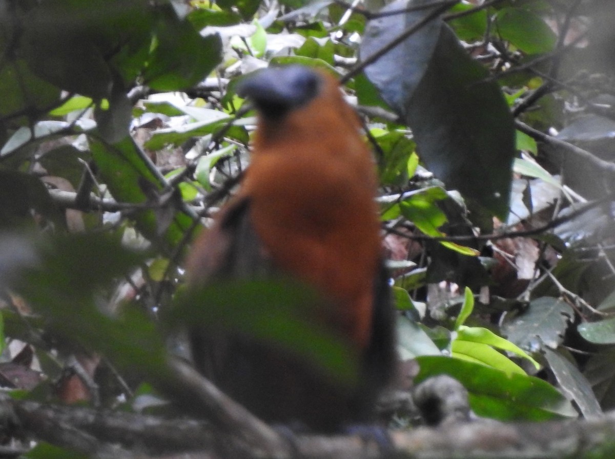 Capuchinbird - David McConnell