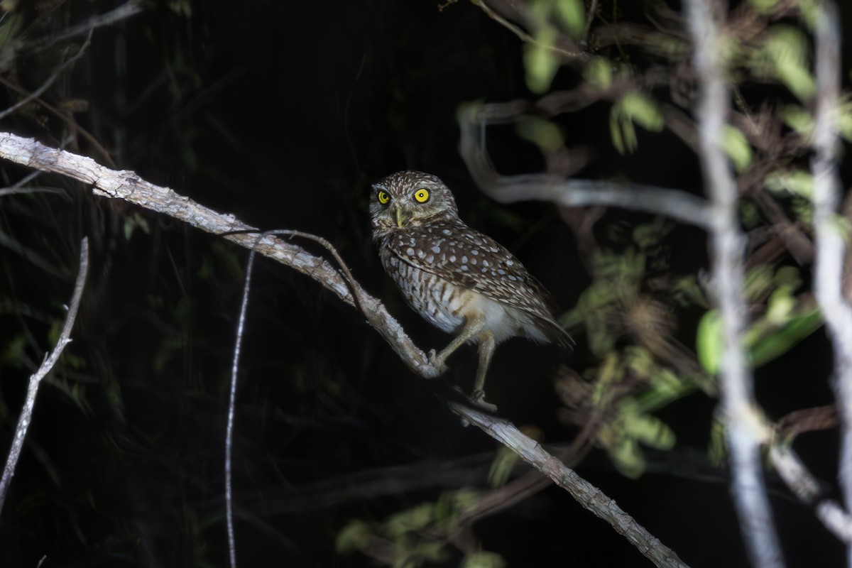Burrowing Owl (guadeloupensis Group) - ML617174830