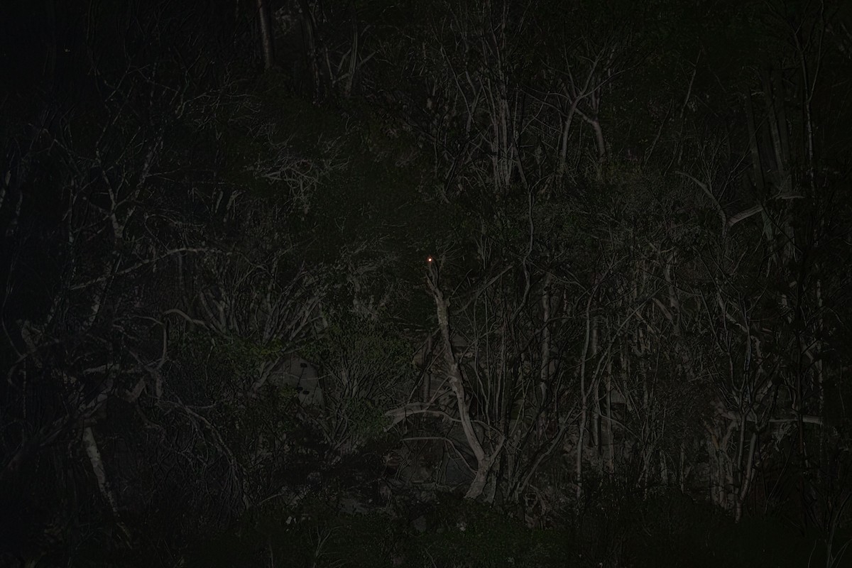 Northern Potoo (Caribbean) - ML617174834