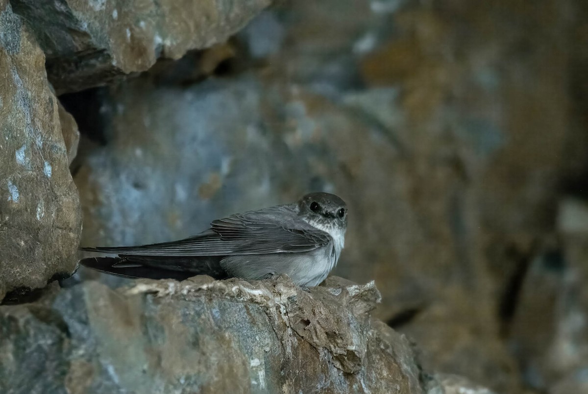 Eurasian Crag-Martin - ML617174842