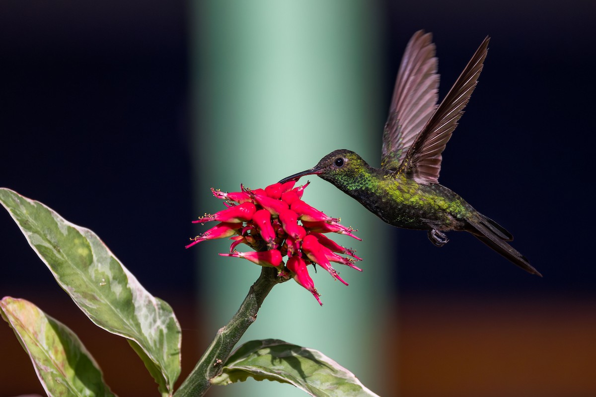 kolibřík haitský - ML617174851