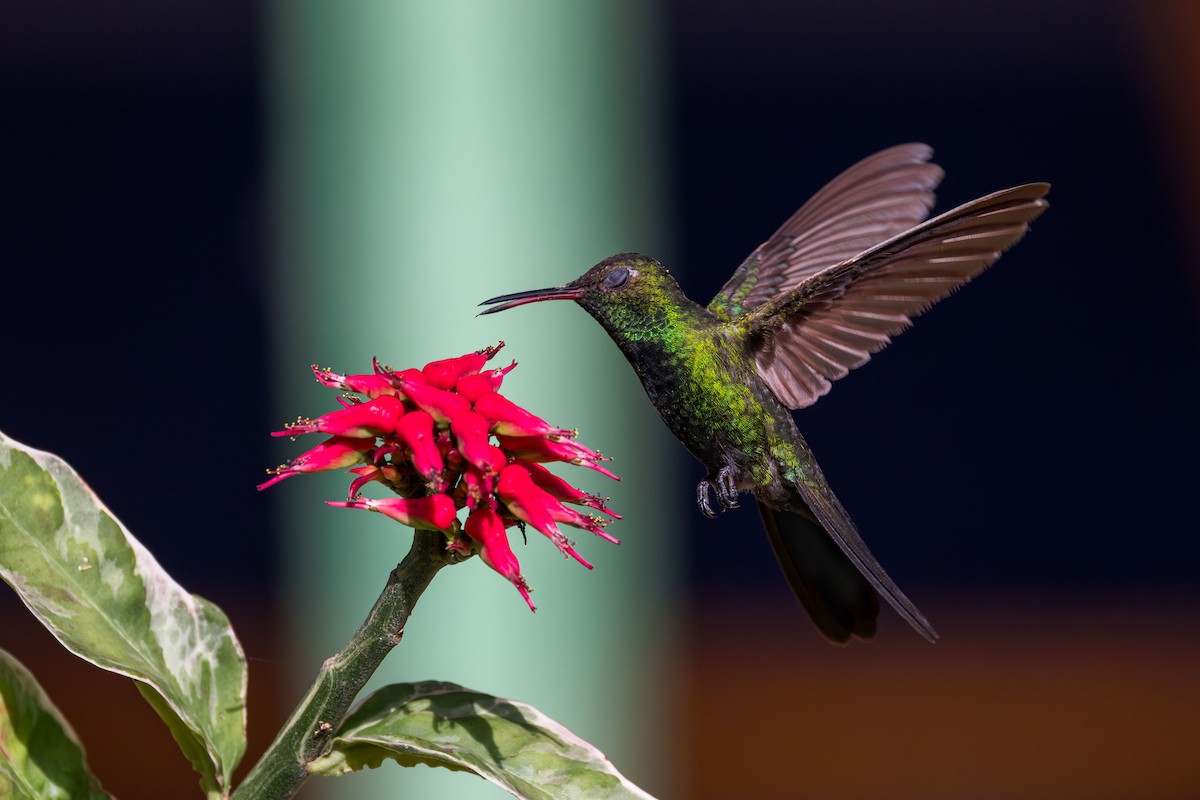 kolibřík haitský - ML617174852