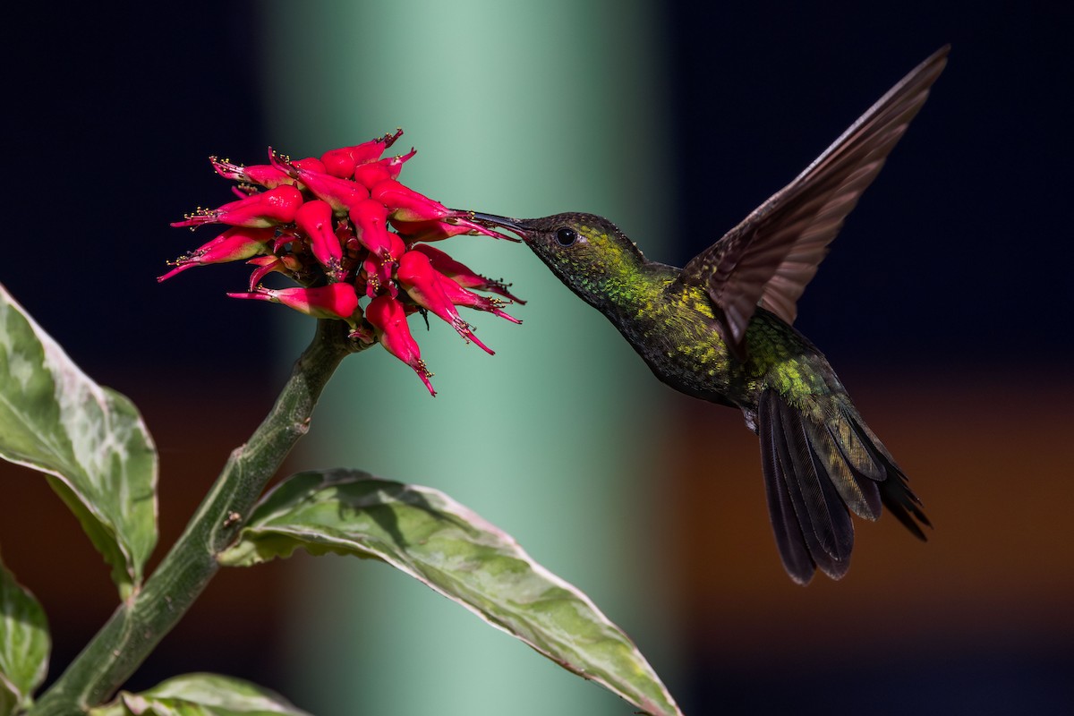 kolibřík haitský - ML617174853