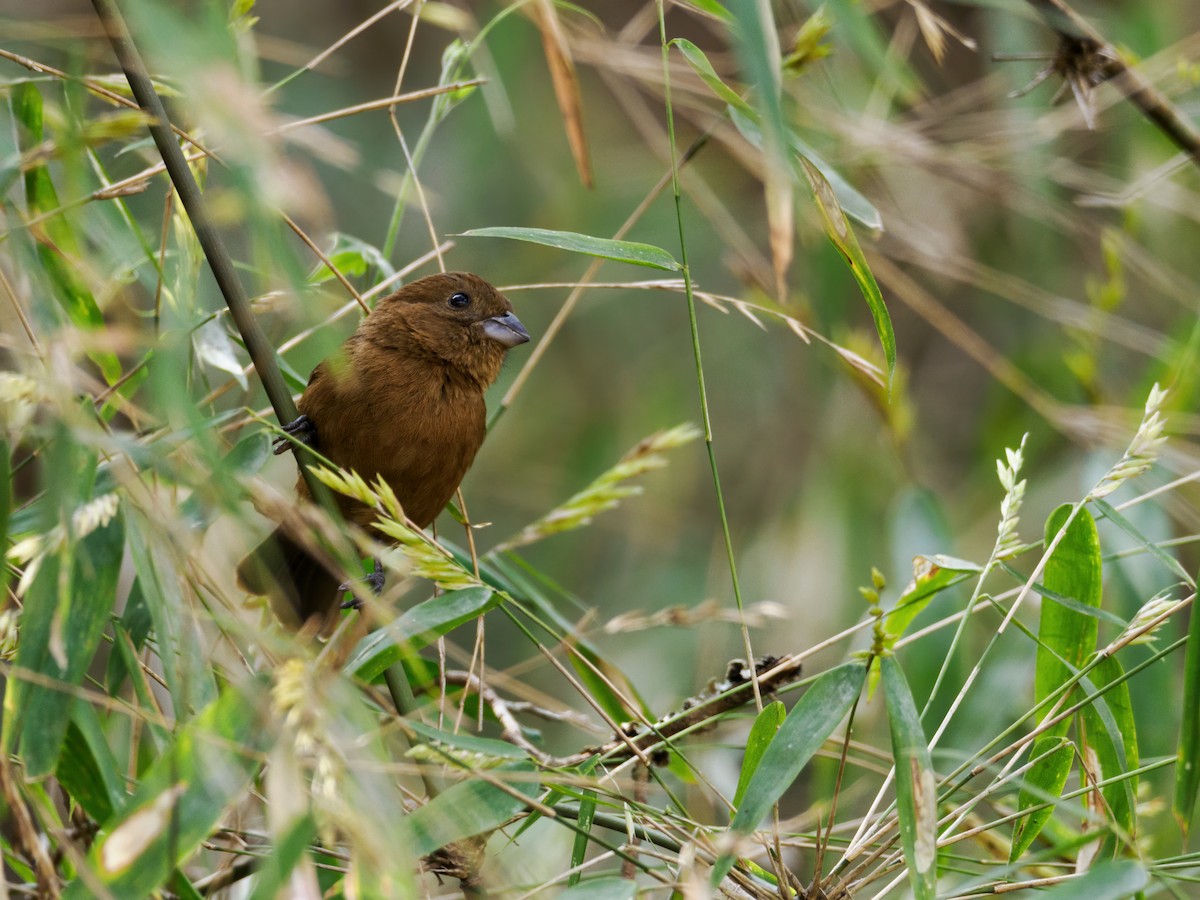 Blue Seedeater (Blue) - Nick Athanas