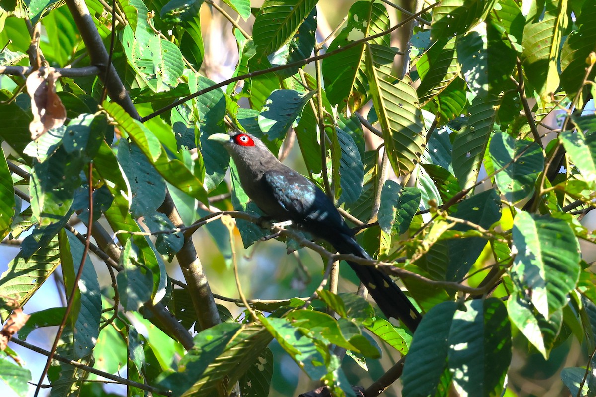 Black-bellied Malkoha - 志民 蘇