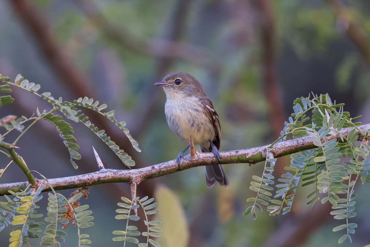 Flat-billed Vireo - ML617174890