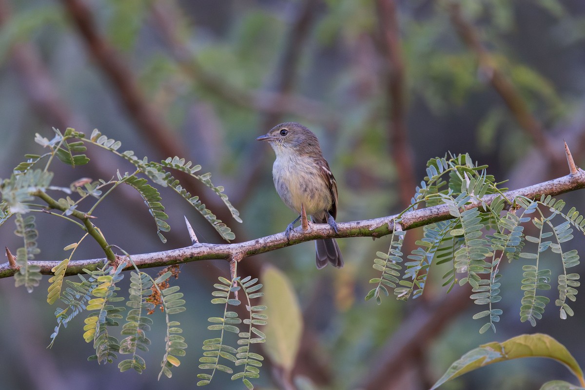 Vireo de la Española - ML617174898