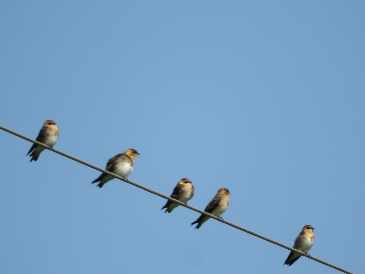 Tawny-headed Swallow - Silvia Enggist