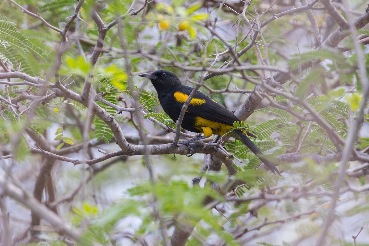 Hispaniolan Oriole - ML617174949