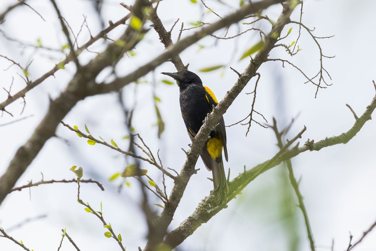 Hispaniolan Oriole - ML617174950