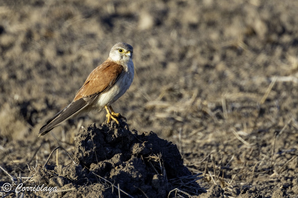 Nankeen Kestrel - ML617174959