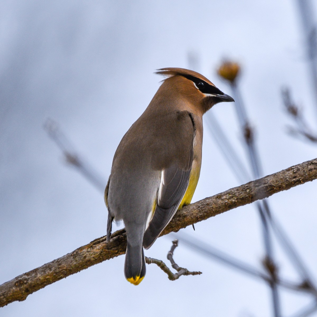 Cedar Waxwing - ML617174968