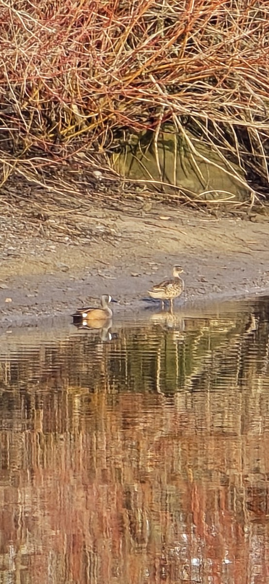 Blue-winged Teal - Jason Lush