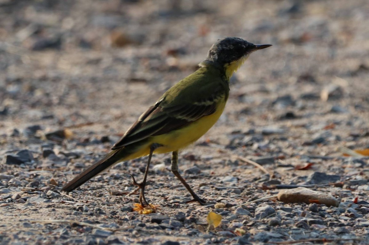 Eastern Yellow Wagtail - ML617174977