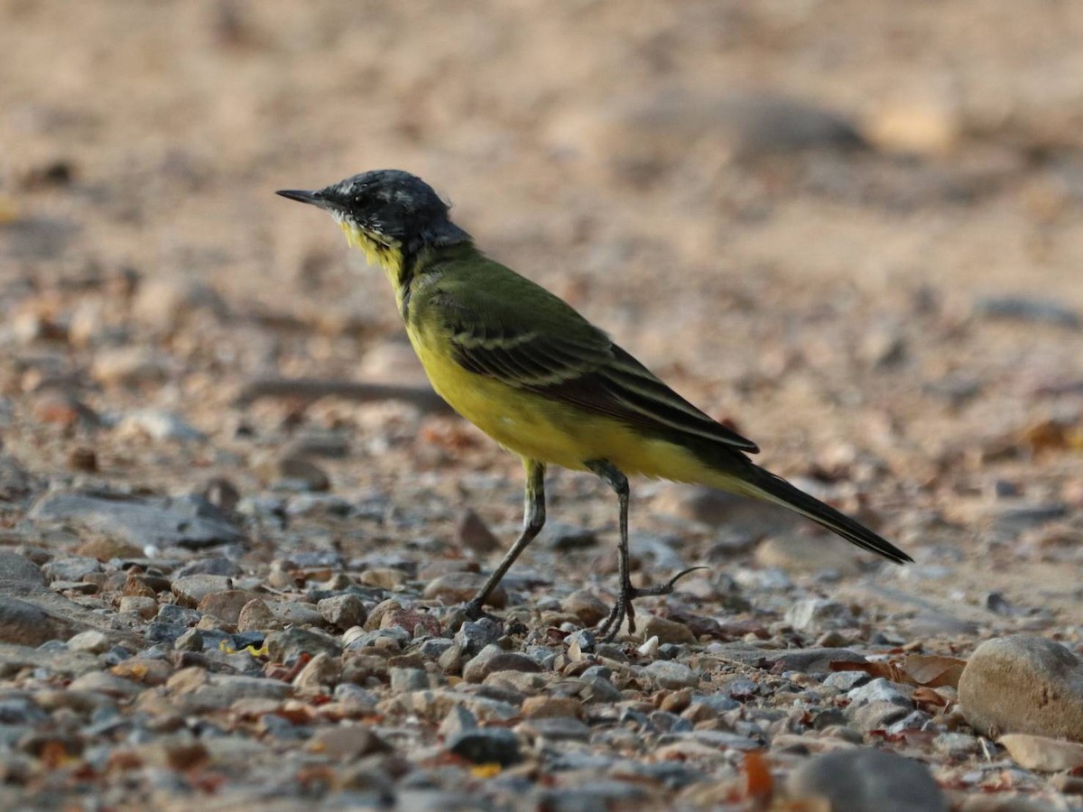 Eastern Yellow Wagtail - ML617174978