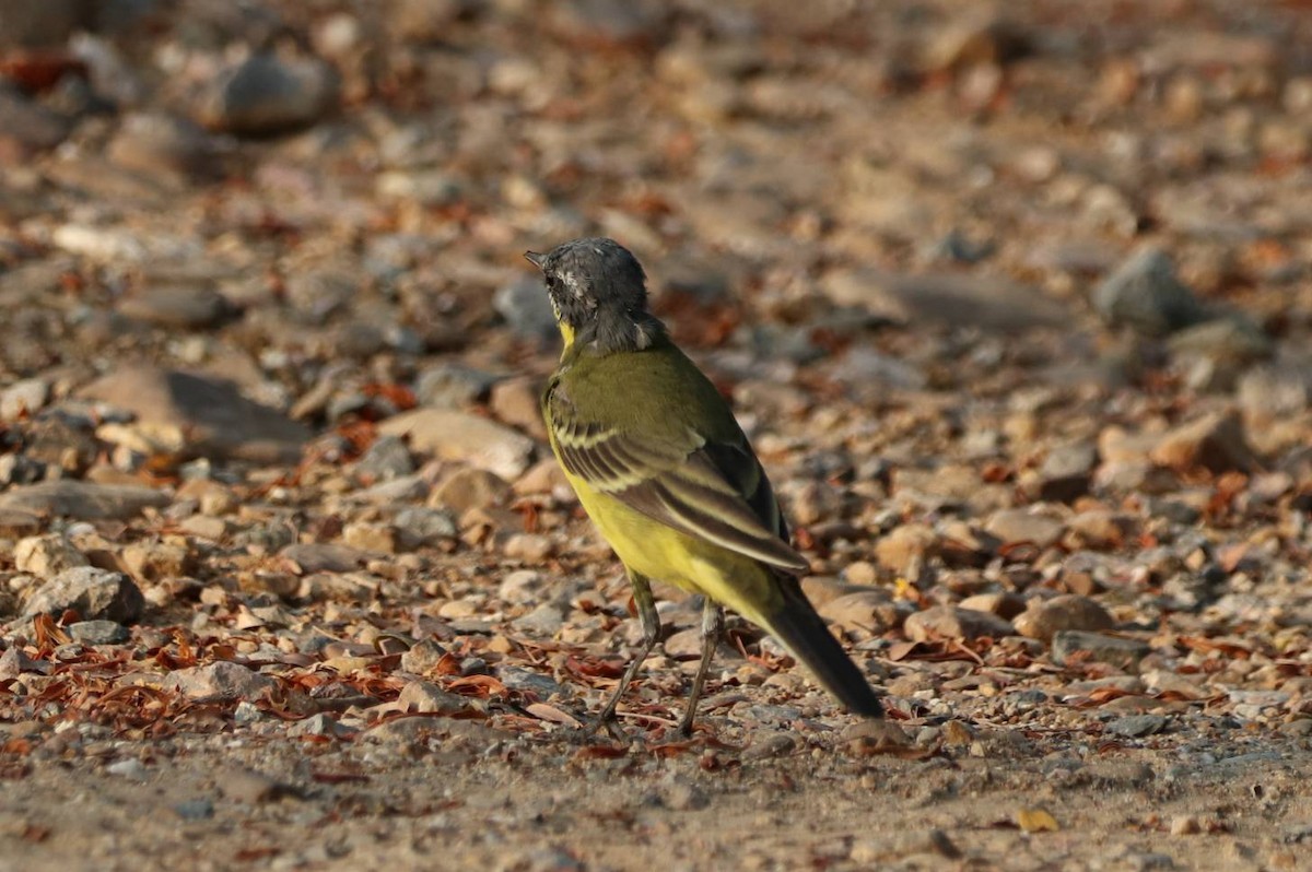 Eastern Yellow Wagtail - ML617174979