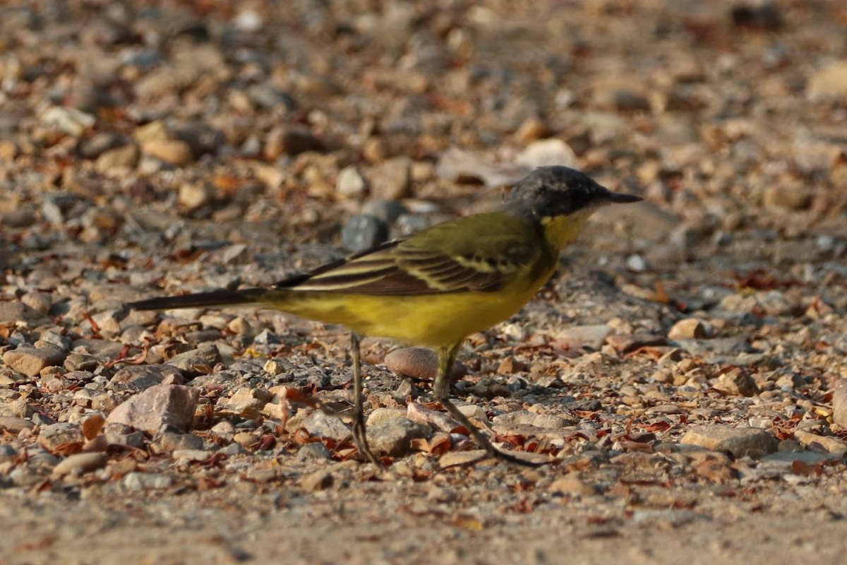 Eastern Yellow Wagtail - ekkachai cheewaseleechon