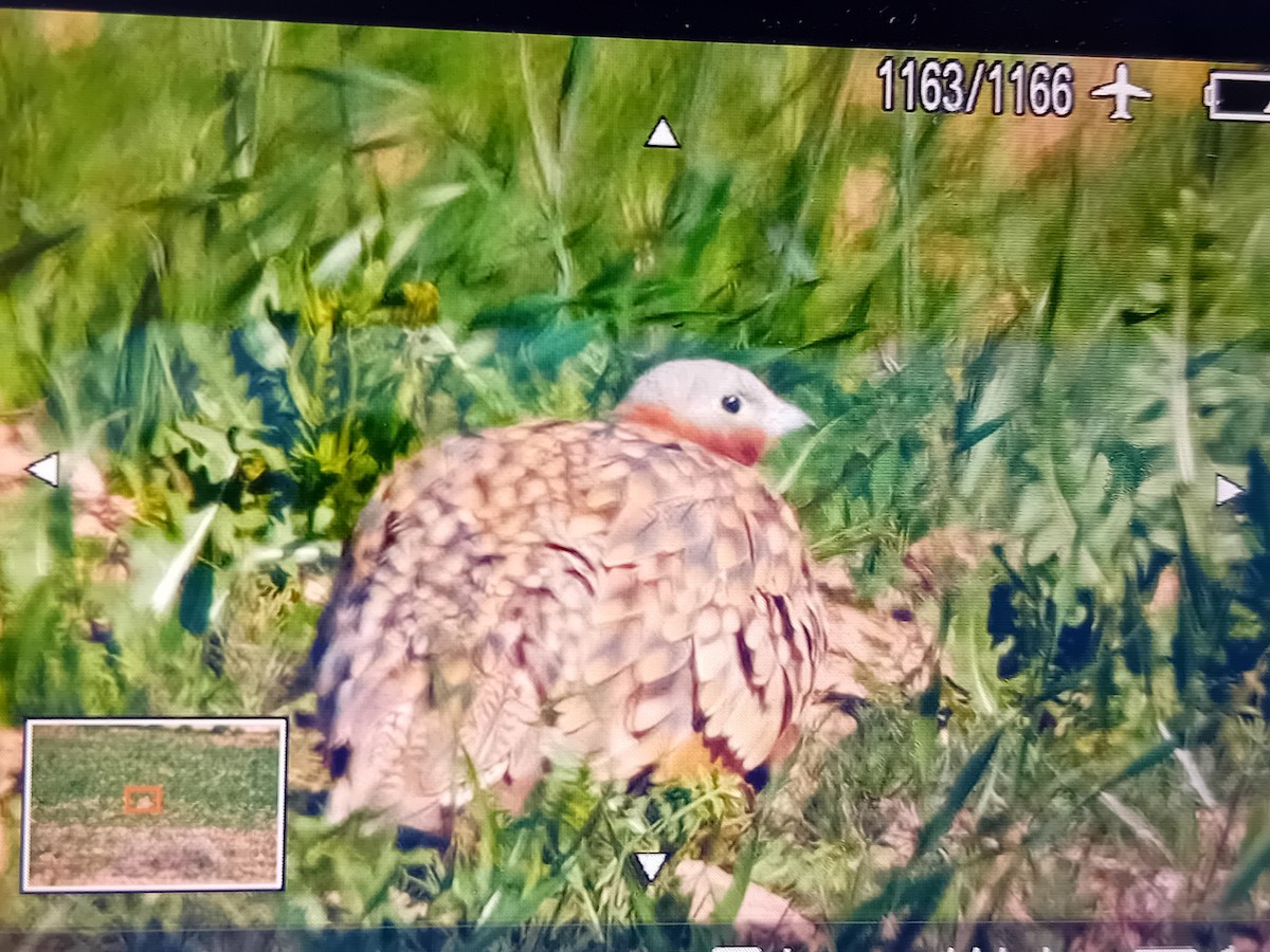 Black-bellied Sandgrouse - ML617174983